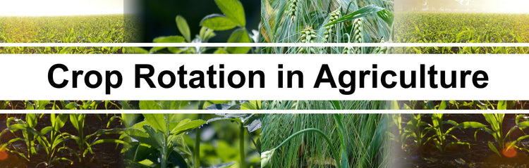 Maximizing Crop Yields and Soil Health