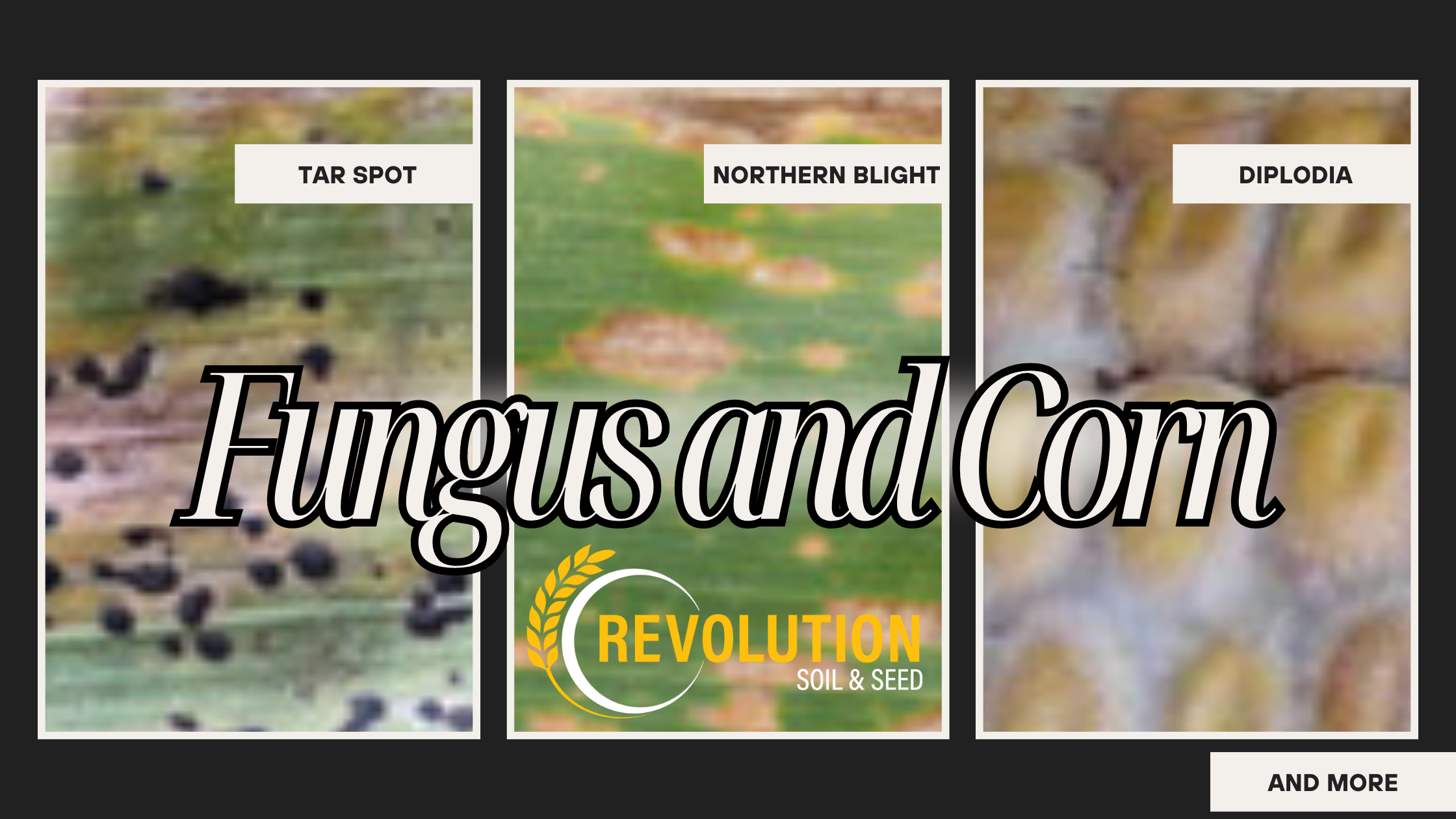 Fungus Common to Corn Revolution Soil and Seed