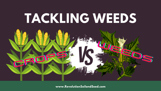 Weeds – how to identify, prevent and get rid of