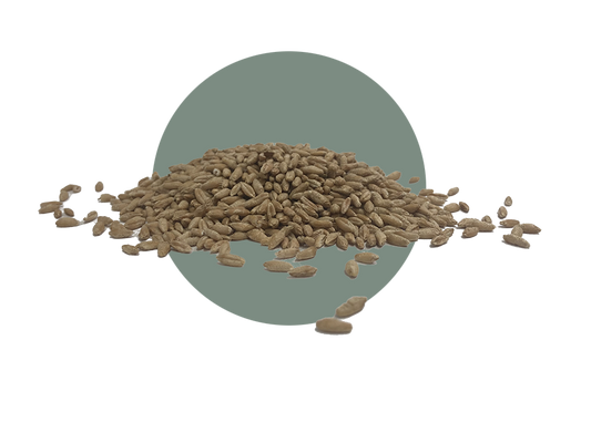 Gainer 154 Triticale