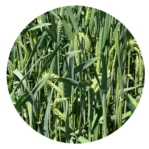 Triticale