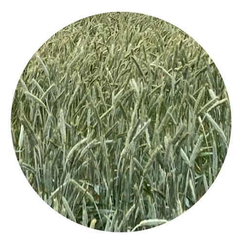 Wheat