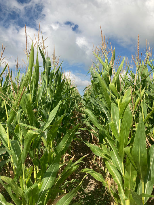 10 Key Considerations for choosing Silage Corn Seed