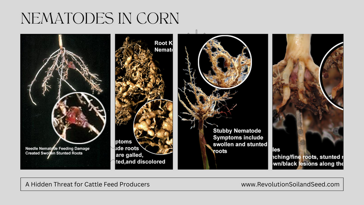Nematodes in Corn: A Hidden Threat for Cattle Feed Producers