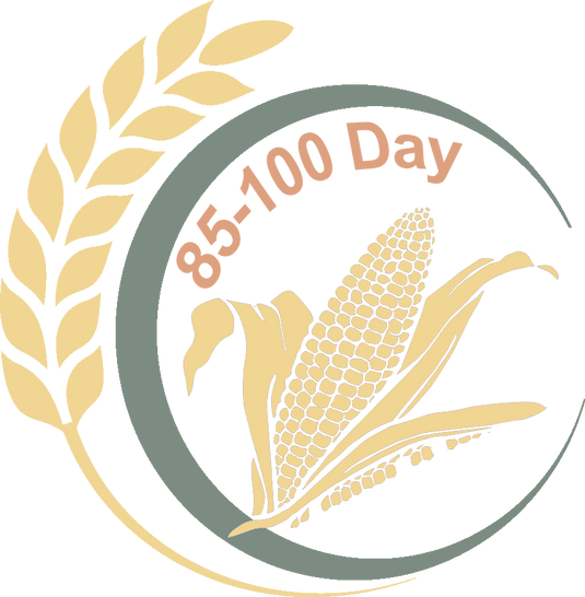 85 - 100 Day Corn