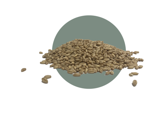 SY Ovation Wheat