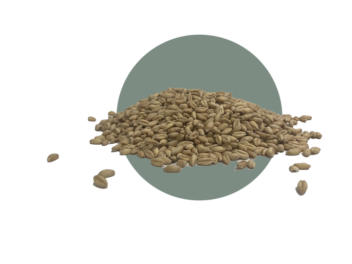 SY Assure Wheat