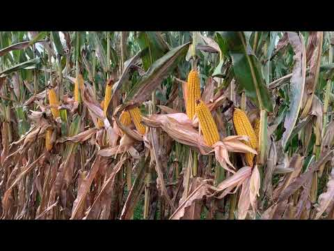 Load and play video in Gallery viewer, PB 8335 113 Day Corn - VT Double Pro RIB Complete
