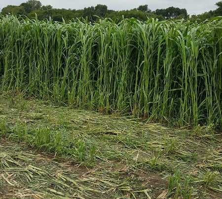 SORGHUM SUDANGRASS