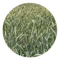 Sy Ovation Wheat